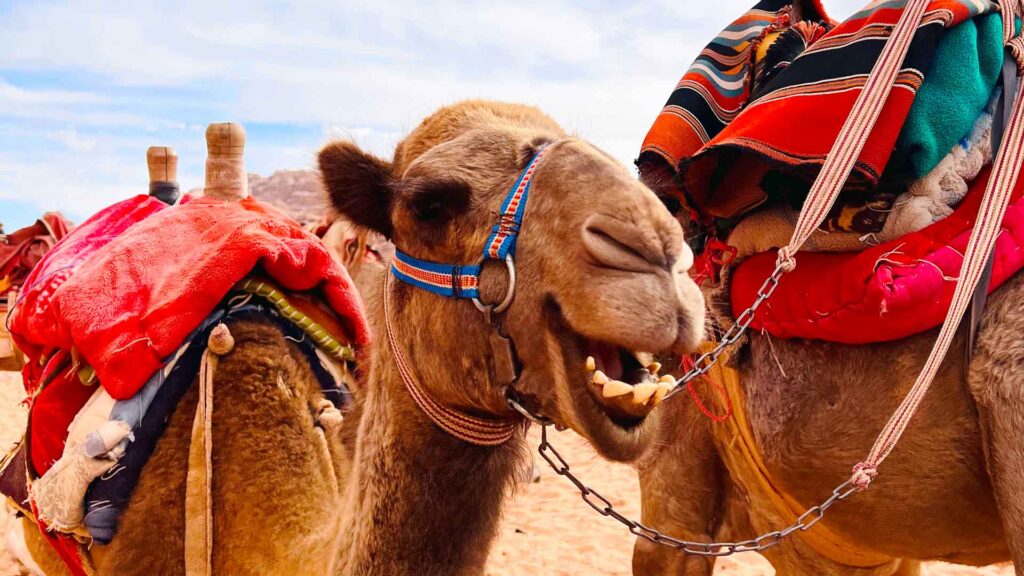 Camel in Wadi Rum