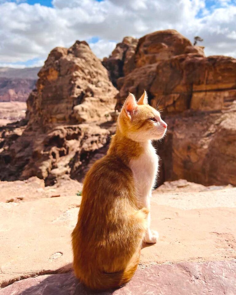 Cat at Petra