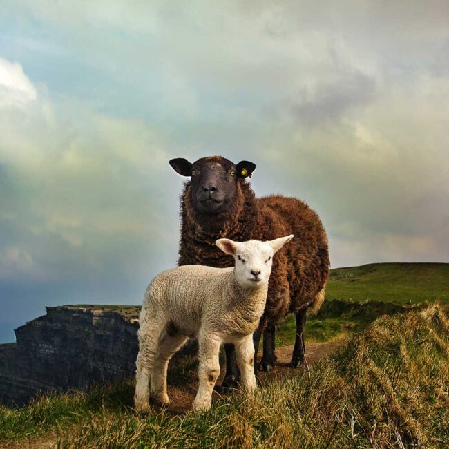 Two sheep on the cliffs of Moher in Ireland