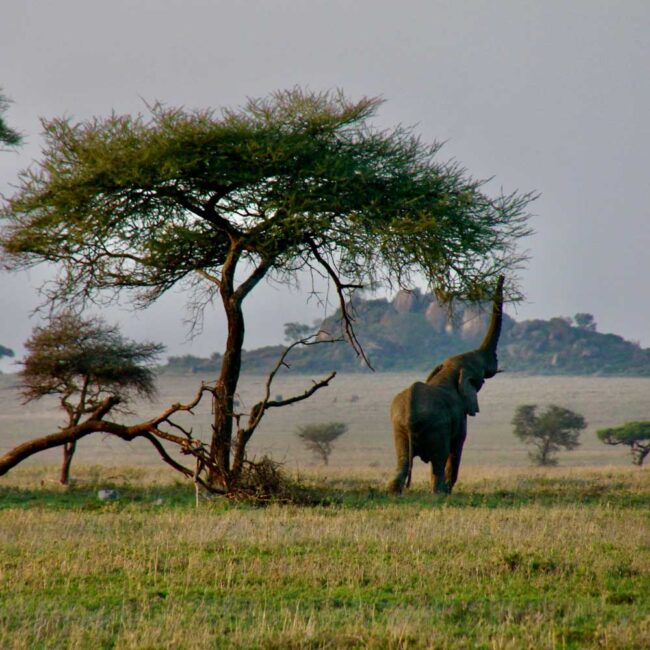 Green savanna and elephant