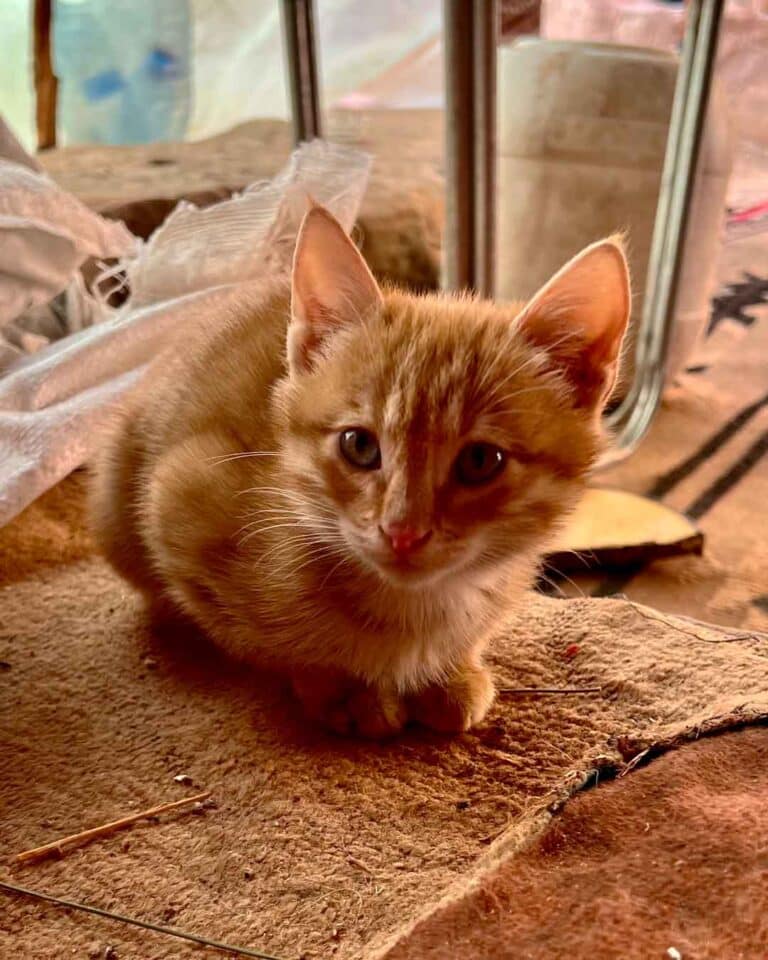 Orange kitten in Petra