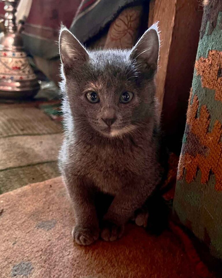 Grey kitten in Petra