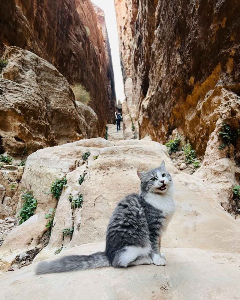 Little Petra Cat