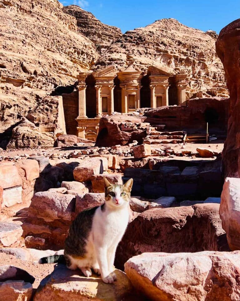 Monastery Cat